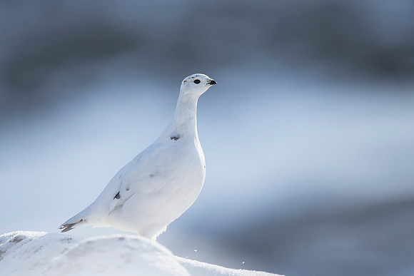 Female Ptarmigan - Cairngorms