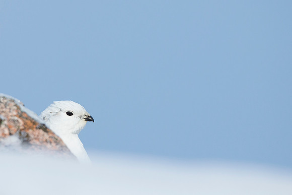 Female Ptarmigan - Cairngorms