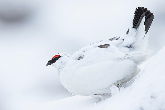 Male Ptarmigan - Cairngorm