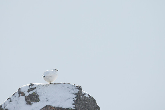 Ptarmigan - Cairngorms