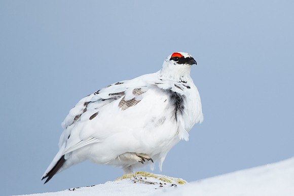 Cock Ptarmigan - Cairngorms
