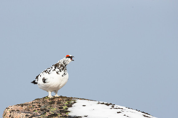 Cock Ptarmigan - Cairngorms