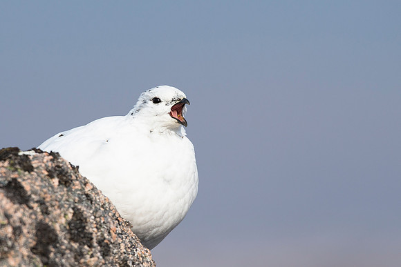 Female Ptarmigan - Calling out - Cairngorm