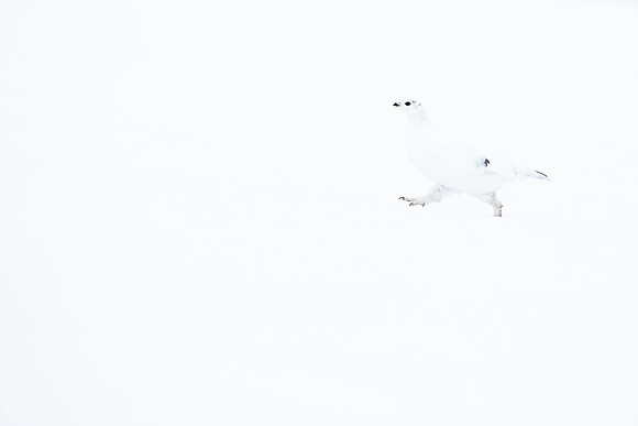 Female Ptarmigan - White on White