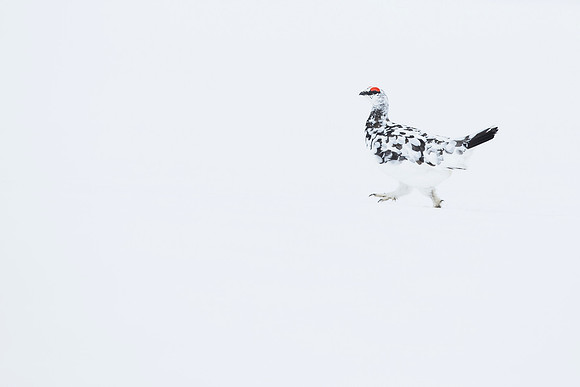 Male Ptarmigan - Out for a stroll - Cairngorm