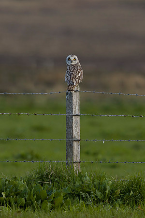 Short-eared Owl