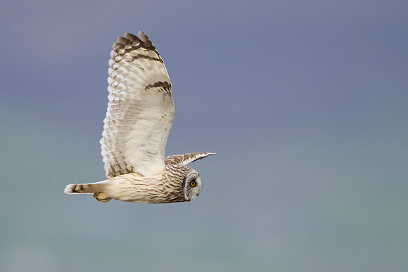 Short-eared Owl