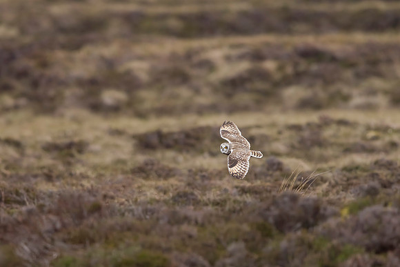 Short-eared Owl