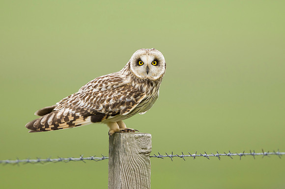 Short-eared Owl