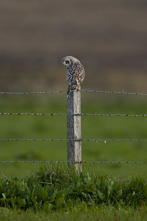 Short-eared Owl