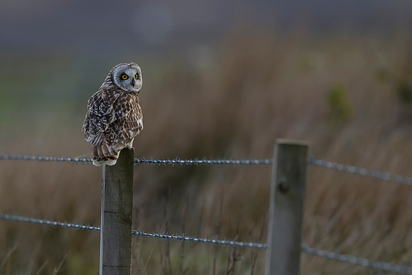 Short-eared Owl