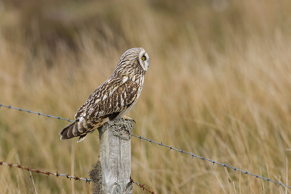 Short-eared Owl