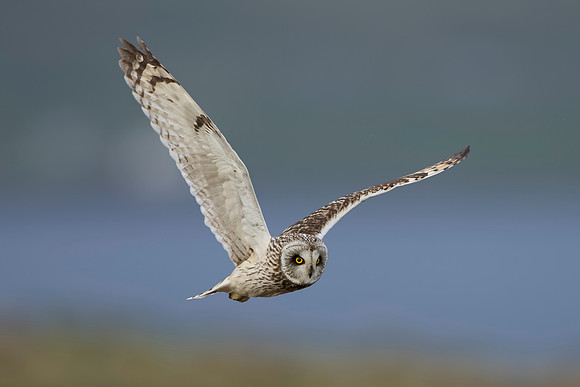 Short-eared Owl