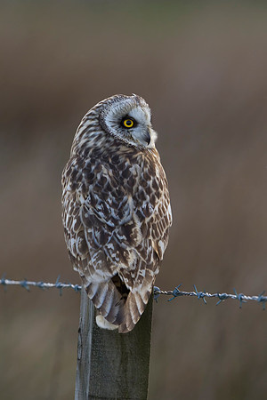 Short-eared Owl