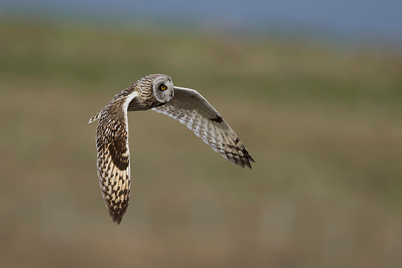 Short-eared Owl