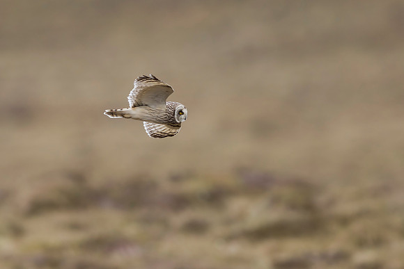 Short-eared Owl