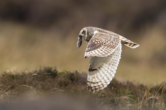 Short-eared Owl & Orkney Vole