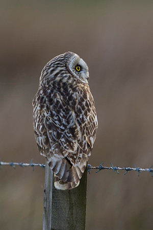 Short-eared Owl