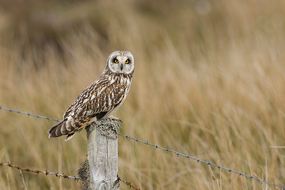 Short-eared Owl