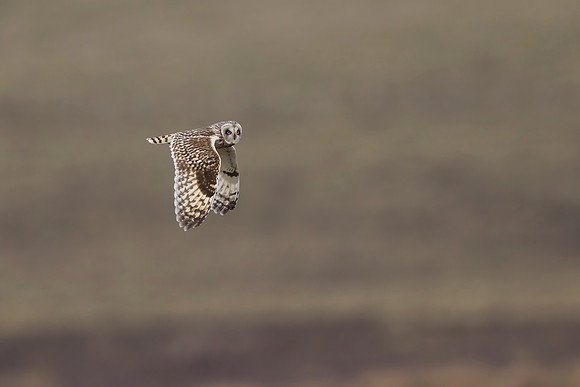 Short-eared Owl