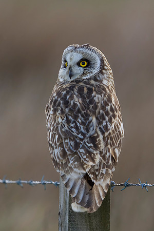 Short-eared Owl