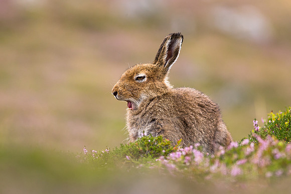 Summer Mountain Hare - Cairngorms National Park - Lepus timidus