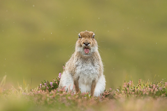 Summer Mountain Hare Yawning - Cairngorm - Lepus timidus