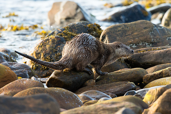 Sprainting Otter - Shetland (Lutra lutra)