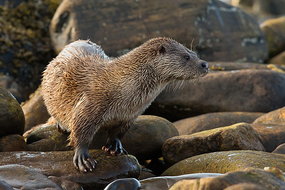 Shetland Otter (Lutra lutra)