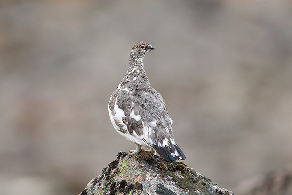 Autumn Ptarmigan - Cairngorm - Lagopus muta