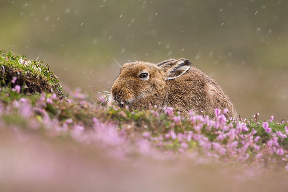 Summer Mountain Hare - Cairngorms National Park - Lepus timidus