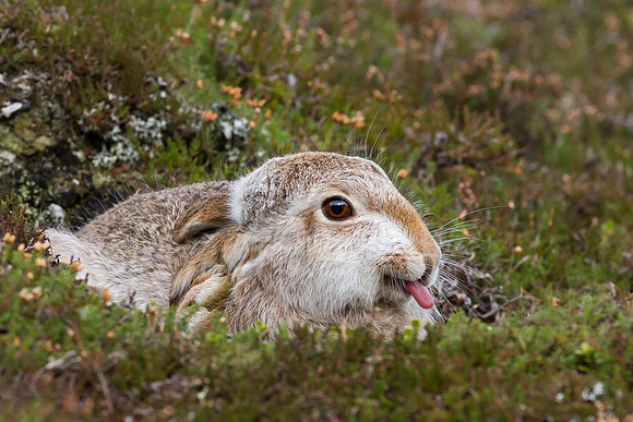 Cairngorm Mountain Hare