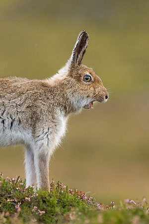 Summer Mountain Hare Yawning - Cairngorms - Lepus timidus