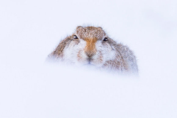 Mountain Hare - Cairngorms