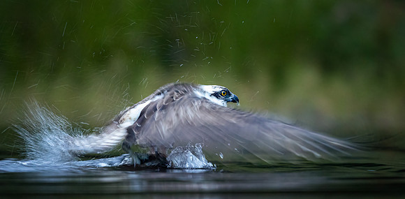 Slow-motion Osprey