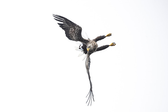White-tailed Eagle - Dramatic Entrance