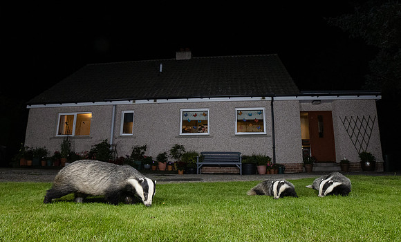 Urban Badgers