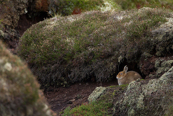 Cairngorm Mountain Hare
