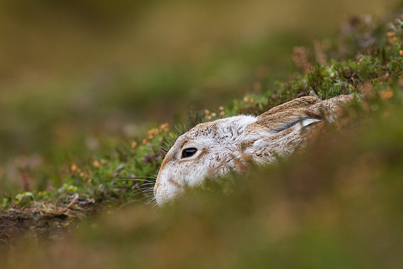 Cairngorm Mountain Hare