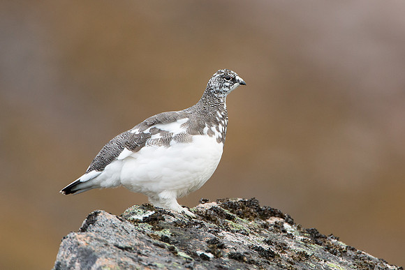 Autumn Patarmigan - Cairngorm - Lagopus muta
