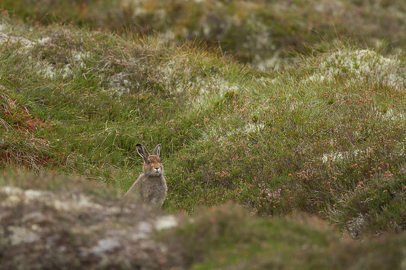 Cairngorm Mountain Hare