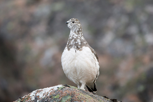 Autumn Ptarmigan - Cairngorm - Lagopus muta