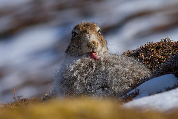 Cairngorm Mountain Hare