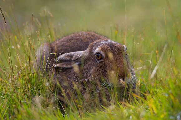 Cairngorm Mountain Hare