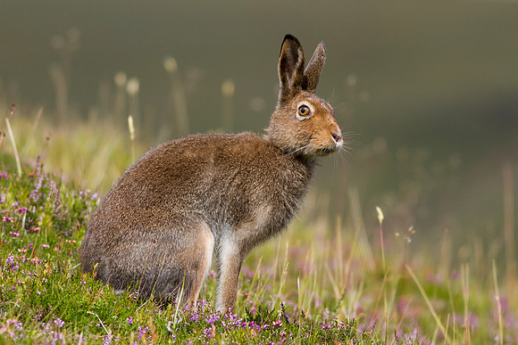 Cairngorm Mountain Hare