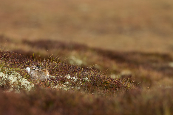 Cairngorm Mountain Hare