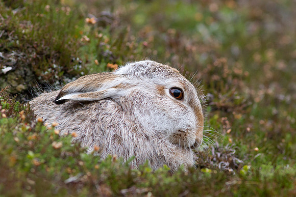 Cairngorm Mountain Hare