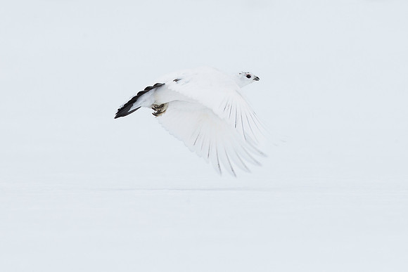 White on White - Female Ptarmigan - Cairngorm