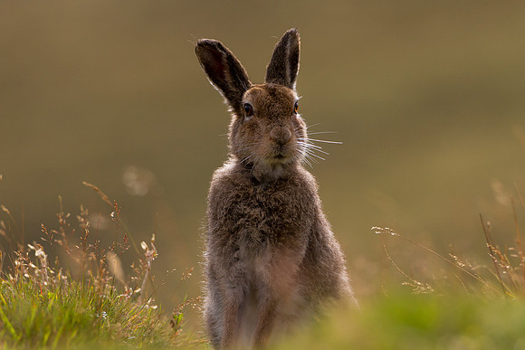 Cairngorm Mountain Hare