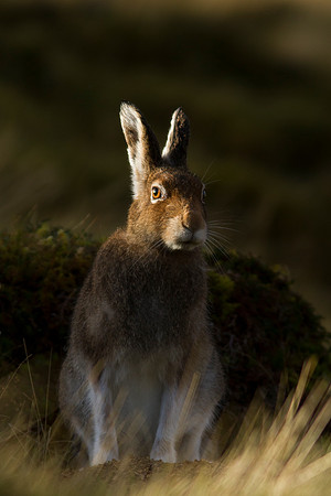 Cairngorm Mountain Hare